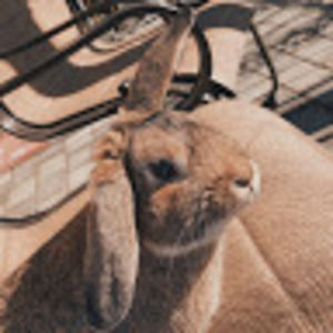 Meet your Posher, Sam